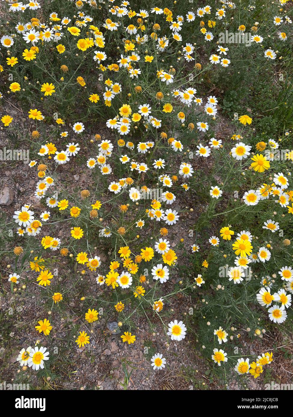 Garland chrysanthemum - Glebionis coronaria - Kronenwucherblume - Chrysanthème des jardins Stock Photo