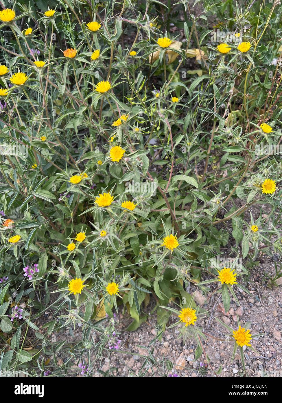 spiny starwort - Pallenis spinosa - Stechendes Sternauge - Buphthalme épineux Stock Photo