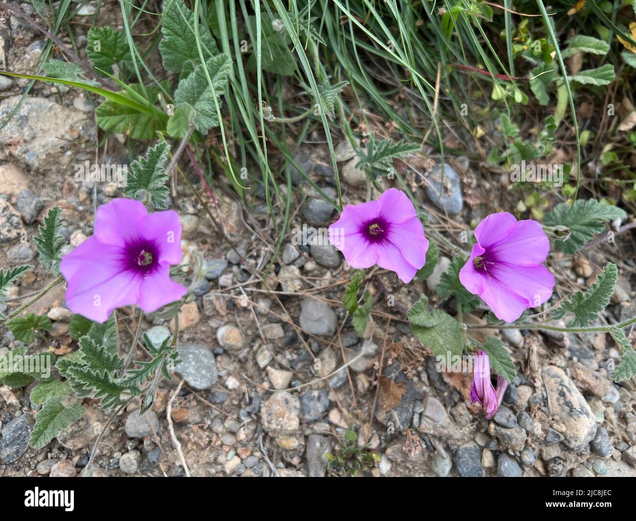 mallow bindweed - Convolvulus althaeoides - Eibischblättrige Winde - Liseron de Provence Stock Photo