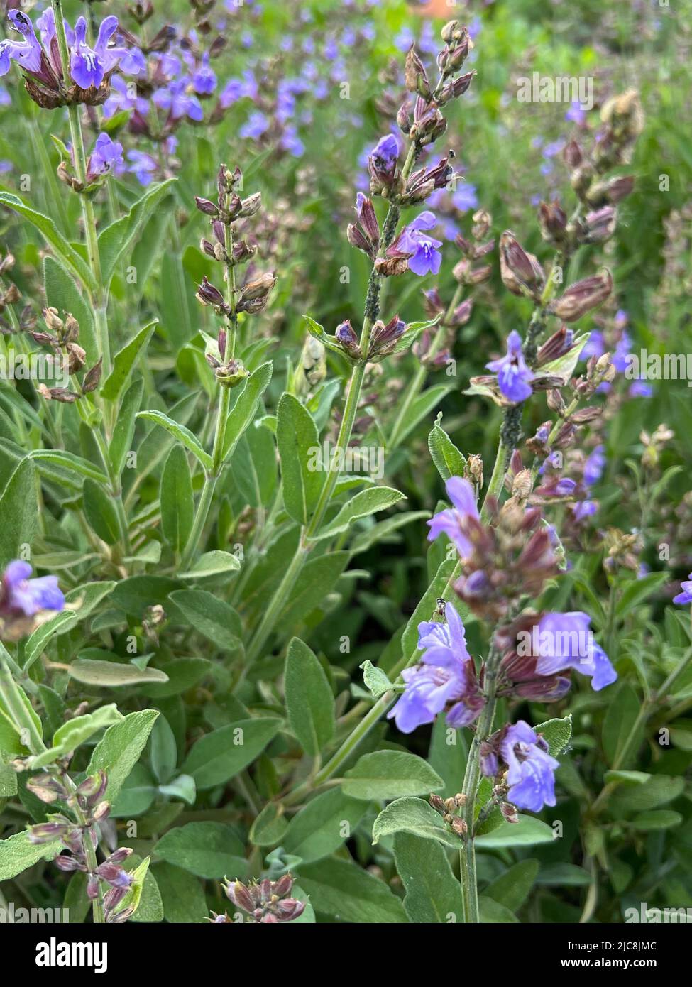 sage - Salvia officinalis - Salbei - sauge officinale Stock Photo