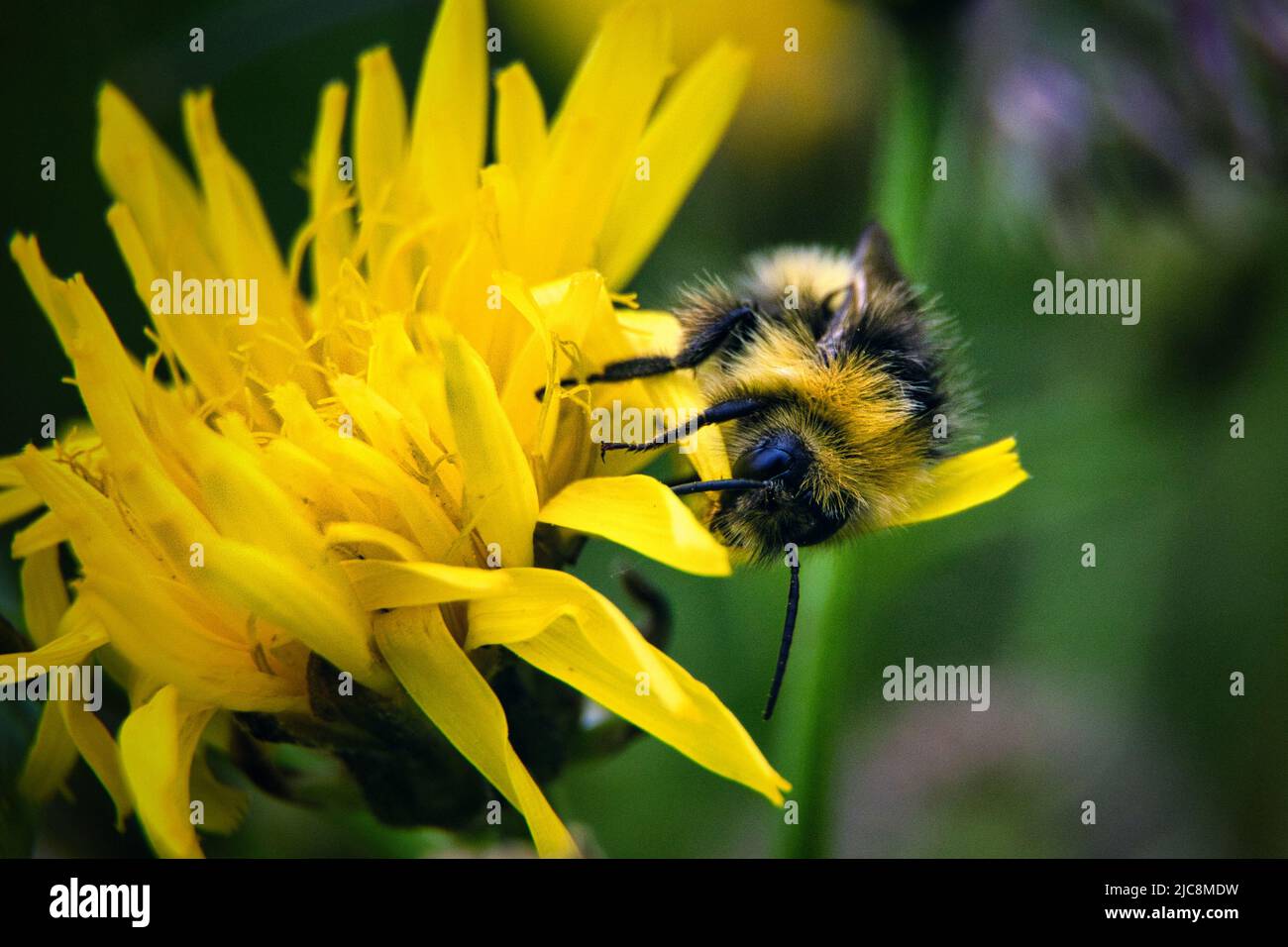 Wonderful insect hi-res stock photography and images - Alamy