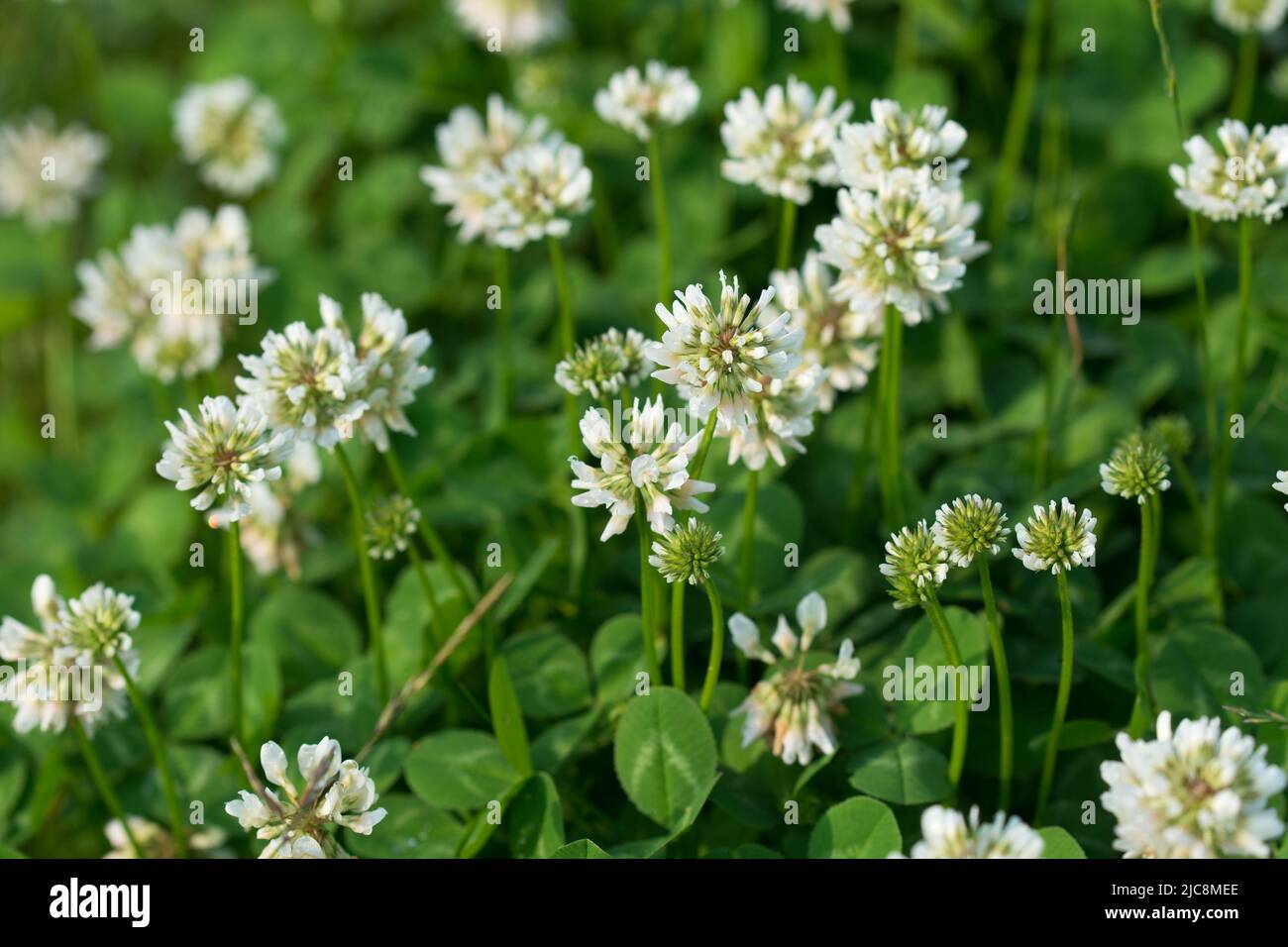 White clover meadow hi-res stock photography and images - Alamy