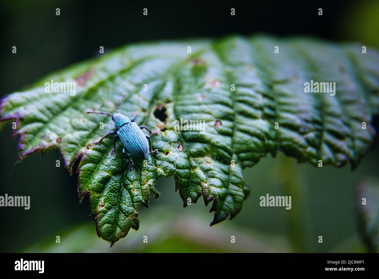 Wildlife is wonderful hi-res stock photography and images - Alamy