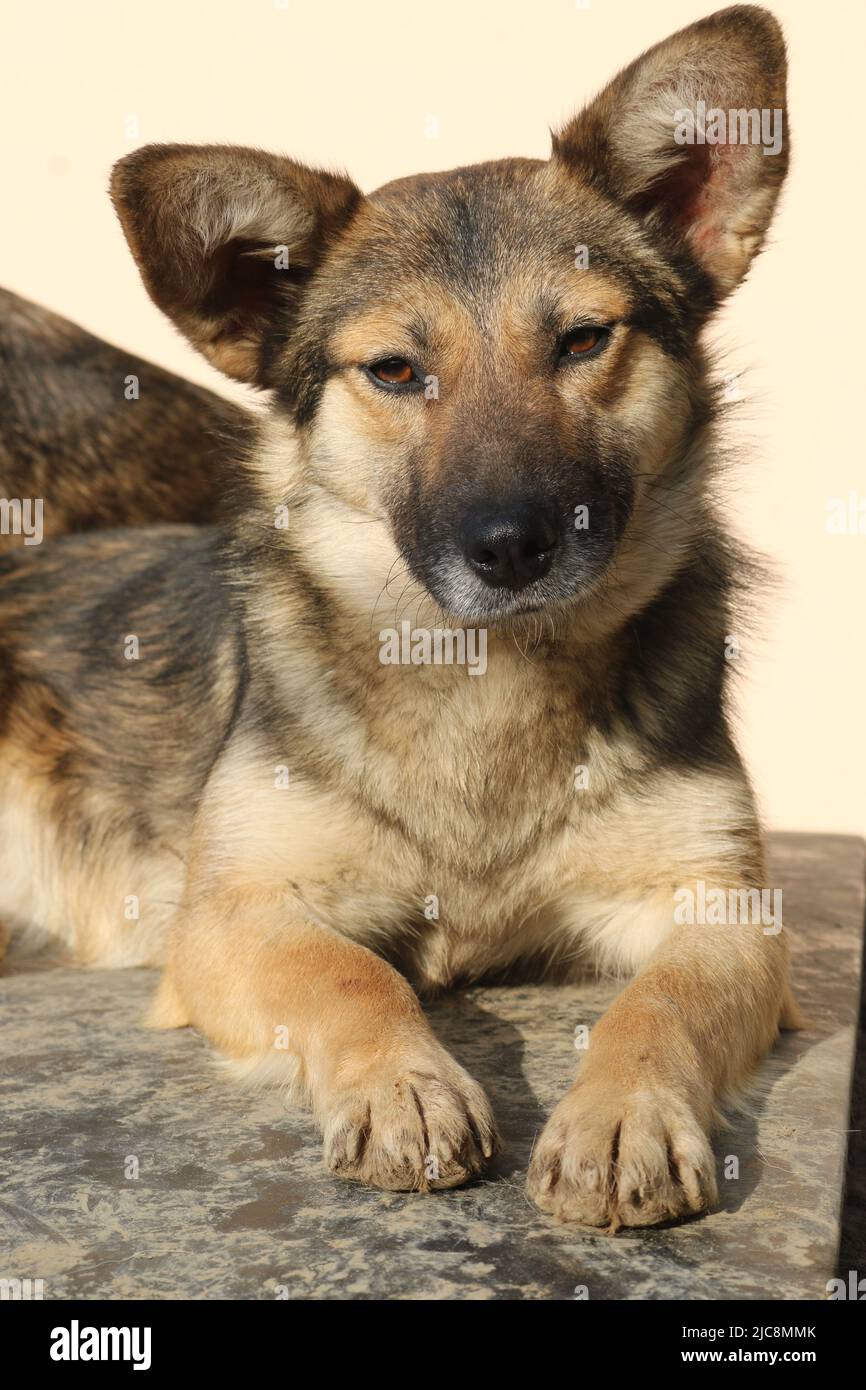 Some photos of non-purebred dogs. With those images i want to stand out that all dogs are beautiful even if they are stray dogs or purebread Stock Photo