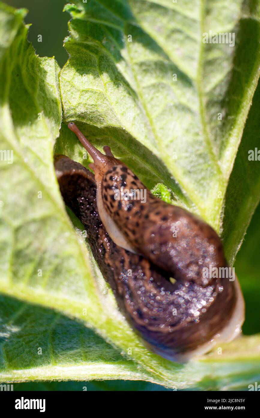 Snail without shell. Leopard slug Limax maximus, family Limacidae, crawls on green leaves. Spring, Ukraine, May. High quality photo Stock Photo