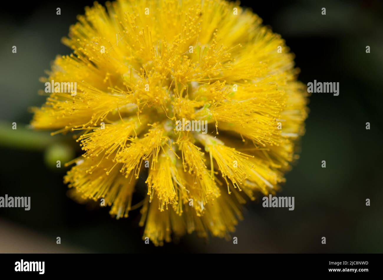 Flower of gum acacia Senegalia senegal. Oiseaux du Djoudj National Park. Saint-Louis. Senegal. Stock Photo