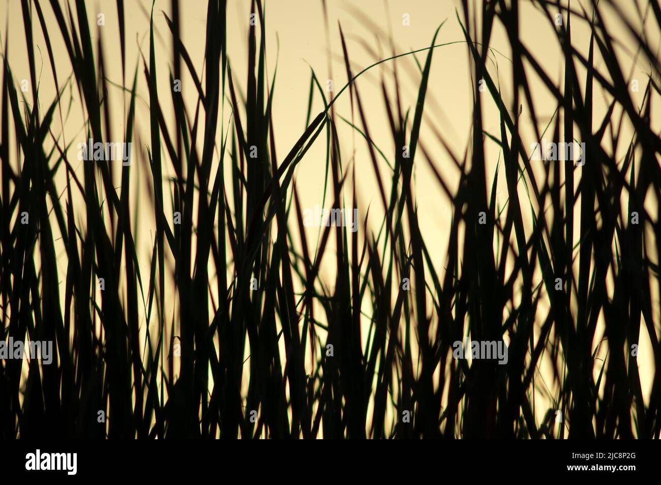 Broadleaf cattails Typha latifolia at sunset. Oiseaux du Djoudj