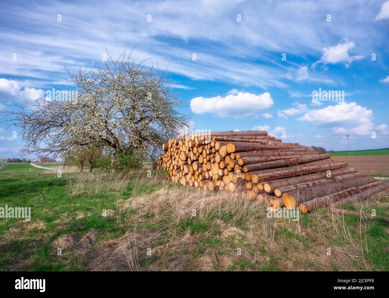 Landscape with a meadow and a flowering fruit tree Stock Photo - Alamy