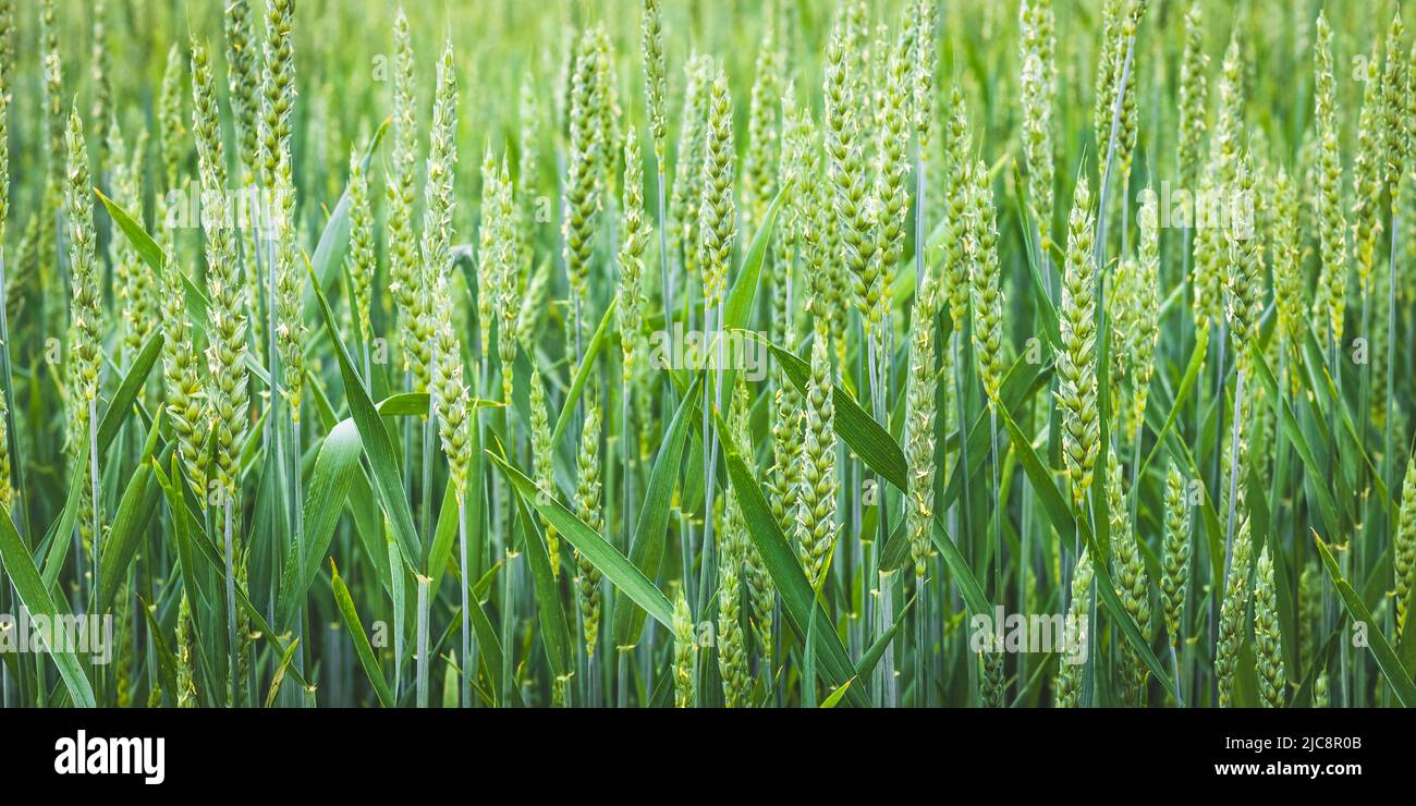 Green wheat growing in the summer field in sunny day. Fresh young ears close-up. Agriculture scene Stock Photo