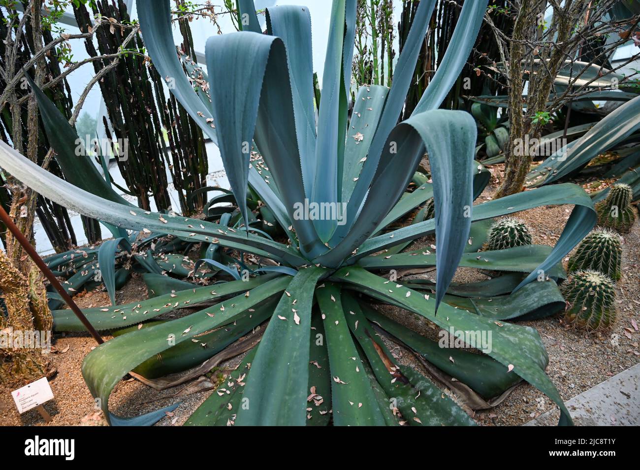 Aloe vera plant plants hi-res stock photography and images - Alamy