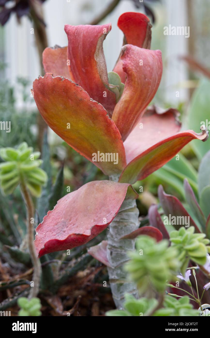 Kalanchoe thyrsiflora, Bronze Sculpture Stock Photo