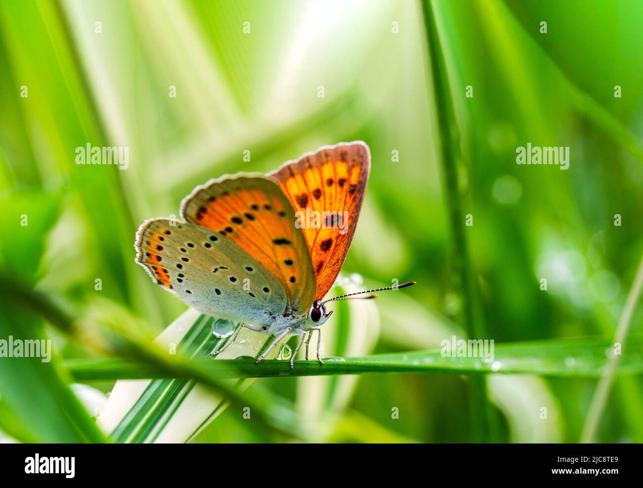 beautiful butterfly (Lycaena dispar) on the green grass in the garden on a summer day after rain Stock Photo