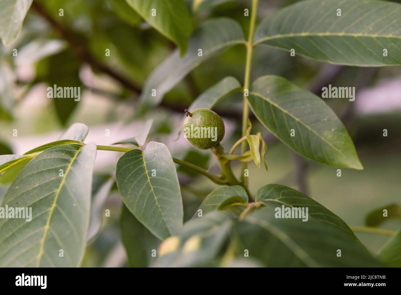 Small unripe walnut hang on a branch. Raw walnut in a green nutshell.  Stock Photo