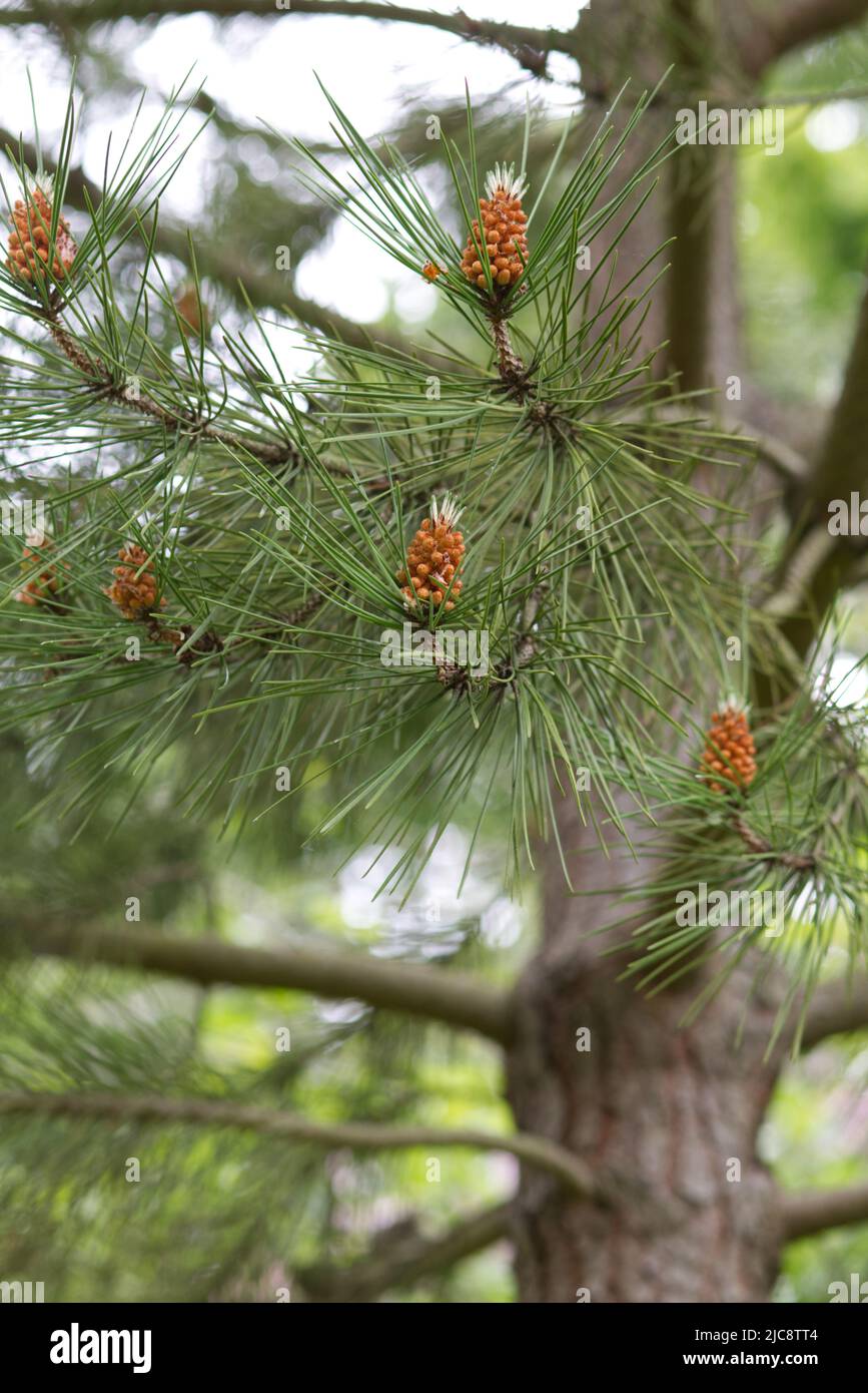 Pirus pinaster, maritime pine tree Stock Photo
