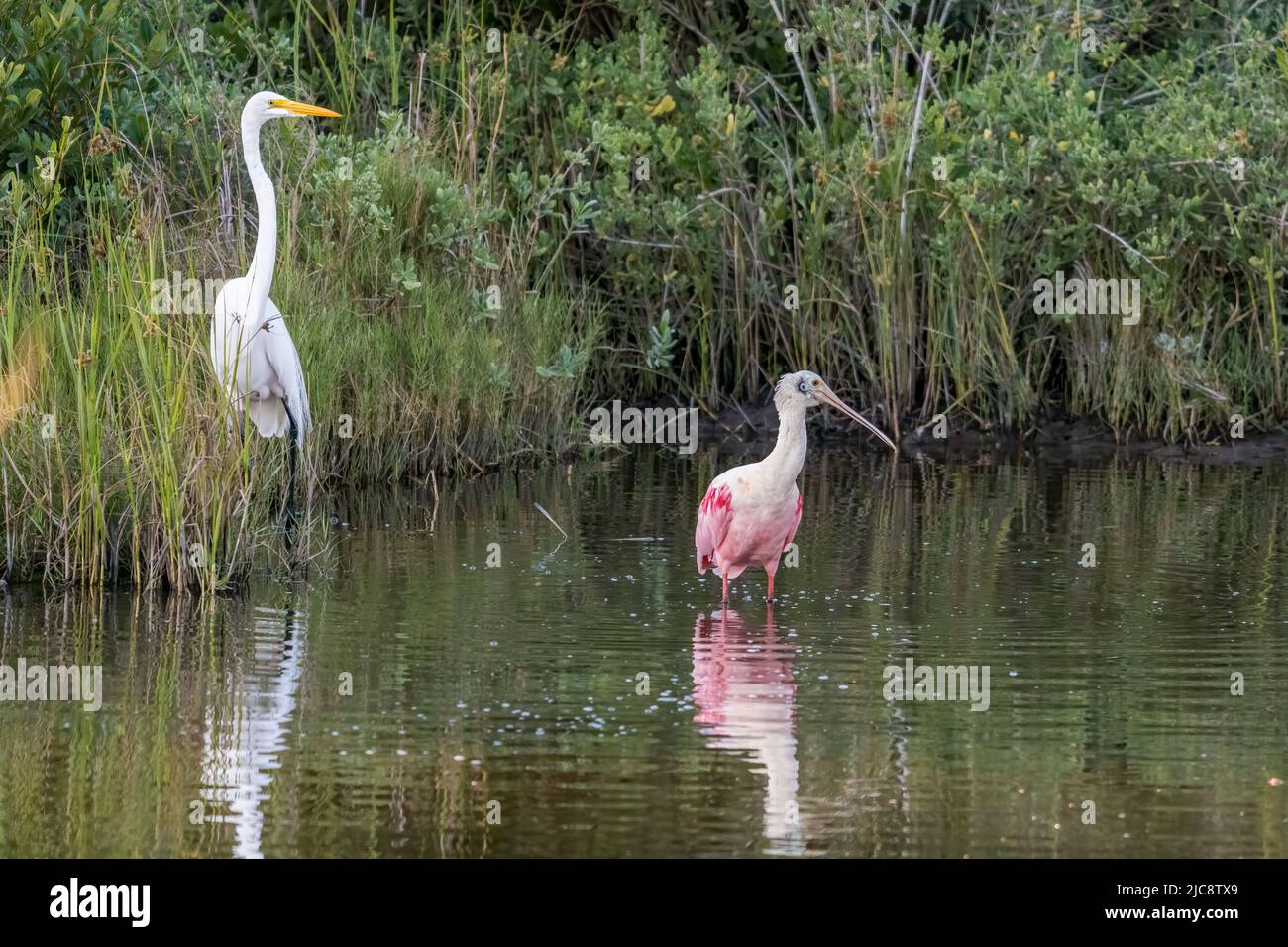 A Great Egret, Ardea alba, shares a wetland marsh with a Roseate Spoonbill in the South Padre Island Birding Center, Texas. Stock Photo