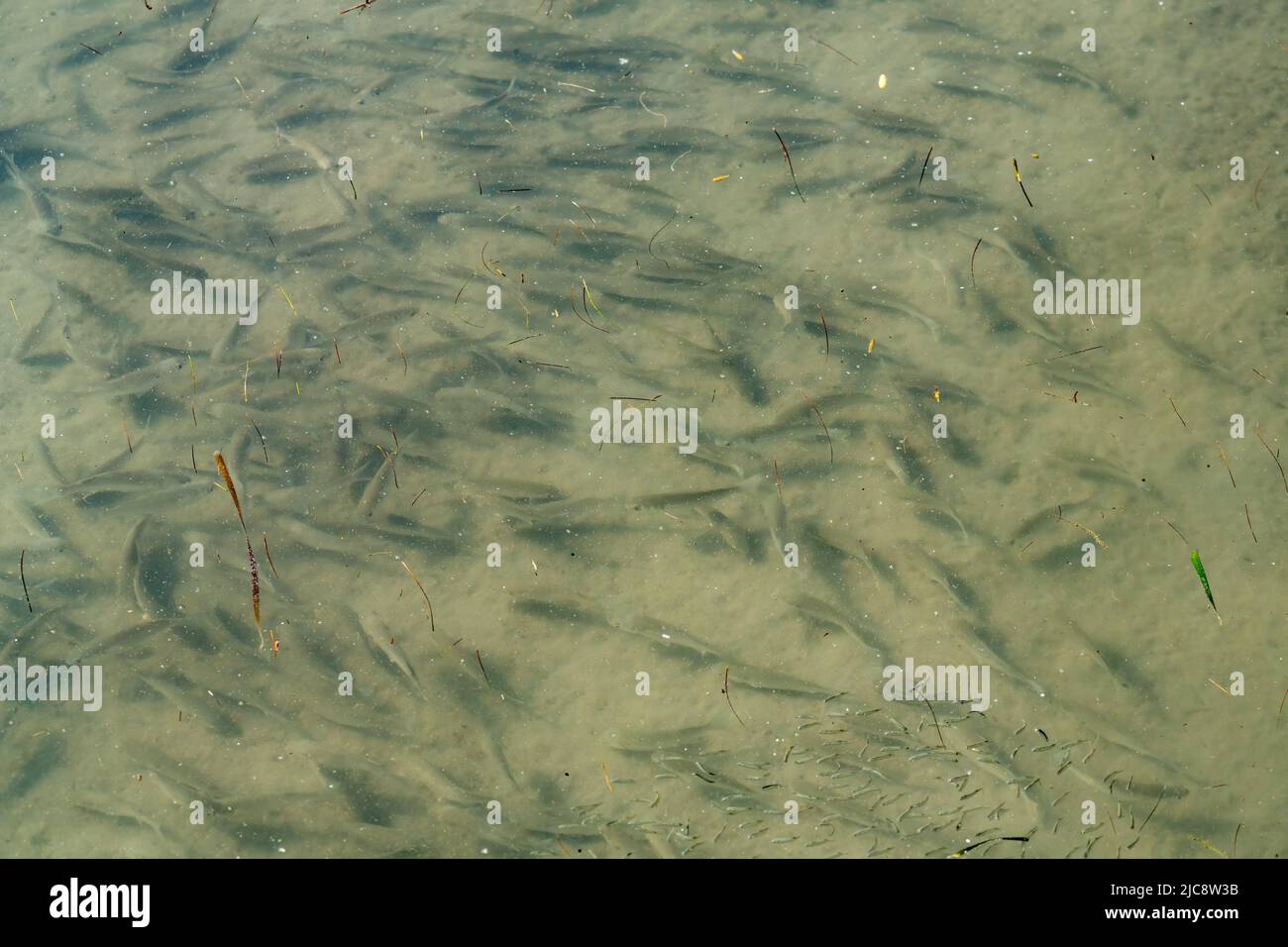 A school of mullet fry in the brackish shallow water of the wetlands in the South Padre Island Nature Center, Texas. Stock Photo