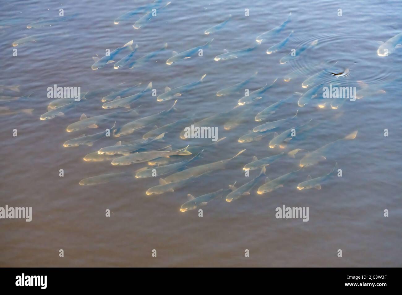 A school of mullet in the shallow waters of the Laguna Madre tidal flats.  South Padre Island, Texas. Stock Photo