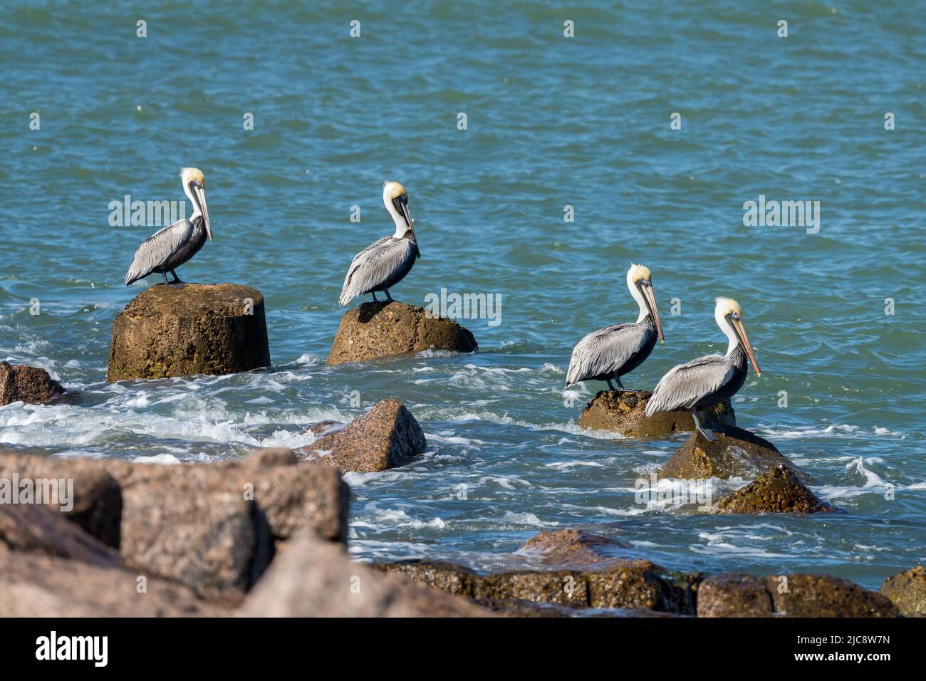 Brown Pelicans, Pelecanus occidentalis, perched on the jetty of the
