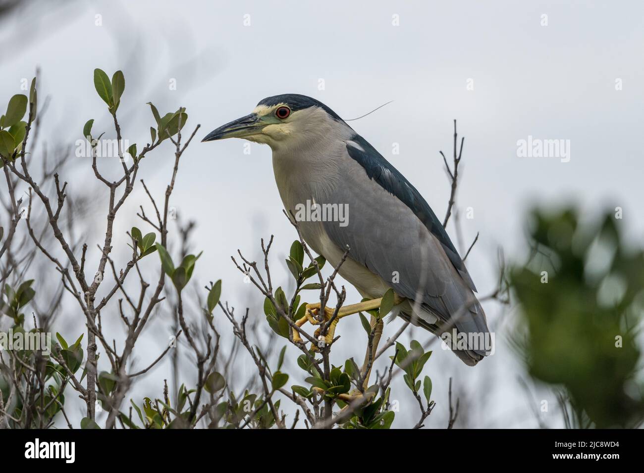A Black-crowned Night Heron perched in a black mangrove tree in the South Padre Island Birding Center in Texas. Stock Photo