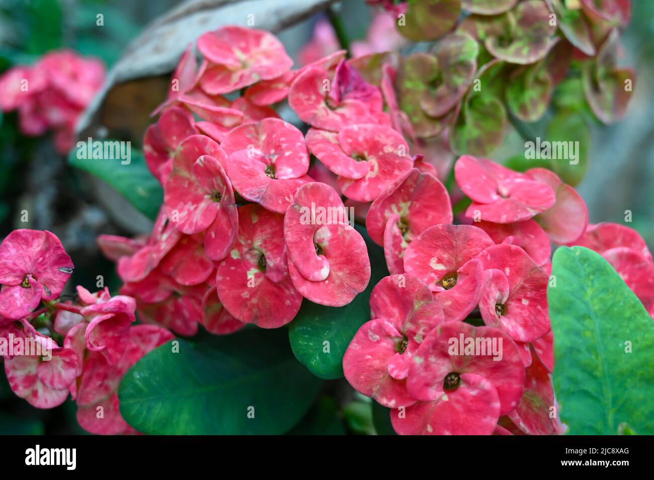 Euphorbia milii, the crown of thorns, Christ plant, or Christ thorn, is a species of flowering plant in the spurge family Euphorbiaceae growing in gar Stock Photo