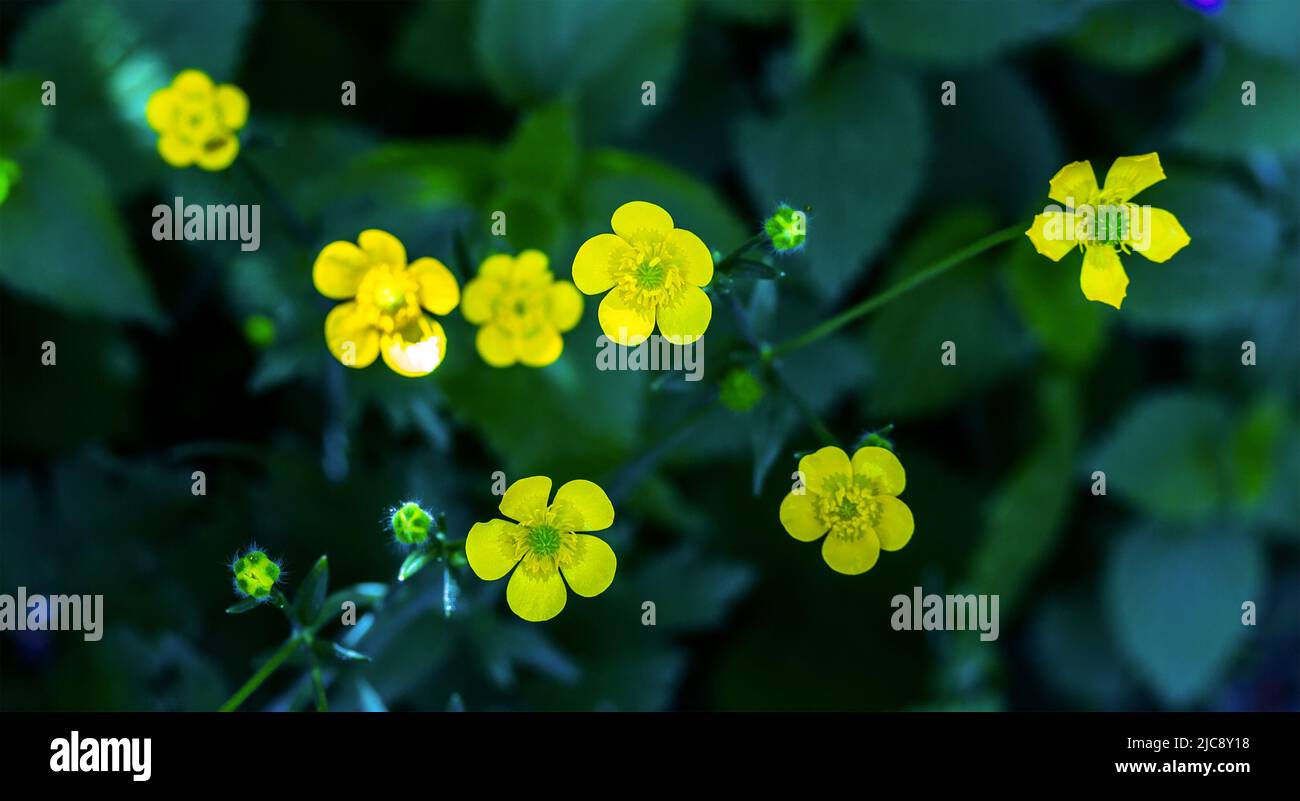 bush of a wild plant of a buttercup acrid (Ranunculus acris) blooming with yellow flowers top view, selective focus Stock Photo