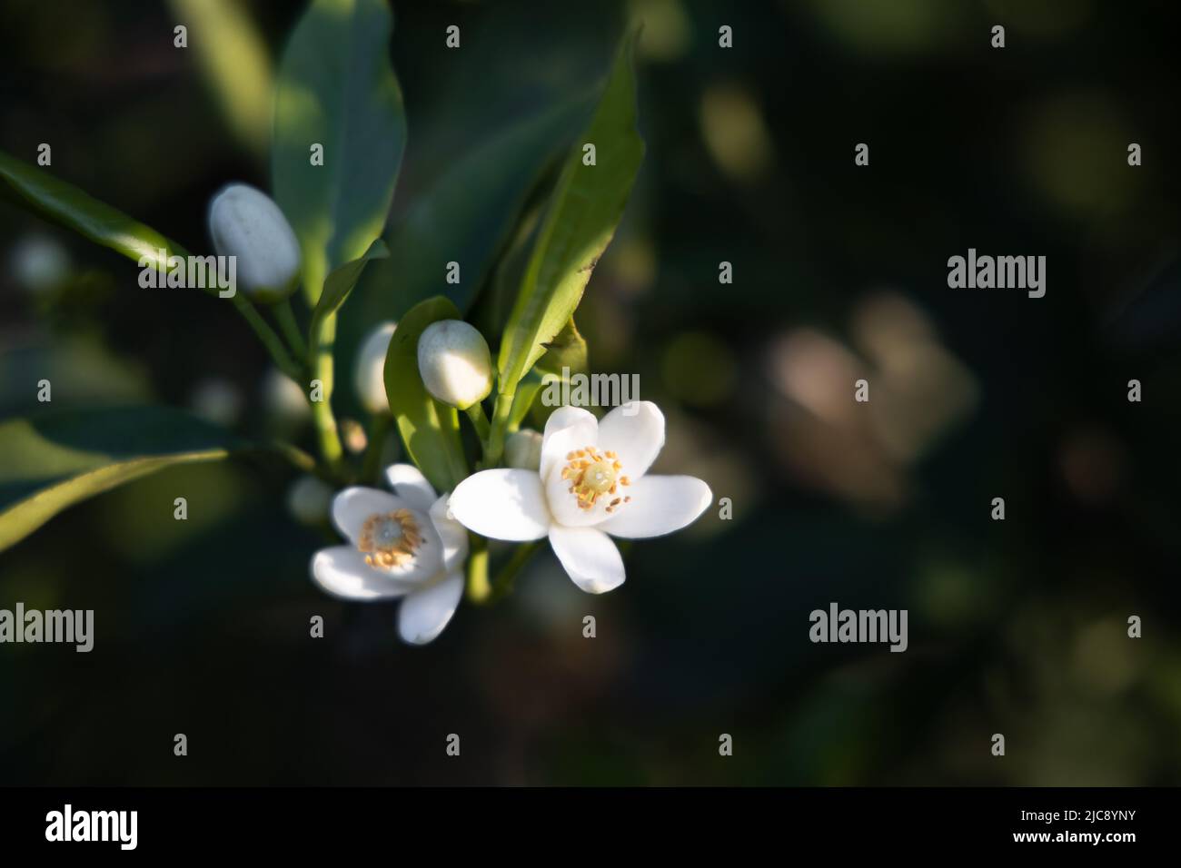 White flowers on orange tree, orange blossom in Valencia, Spain Stock