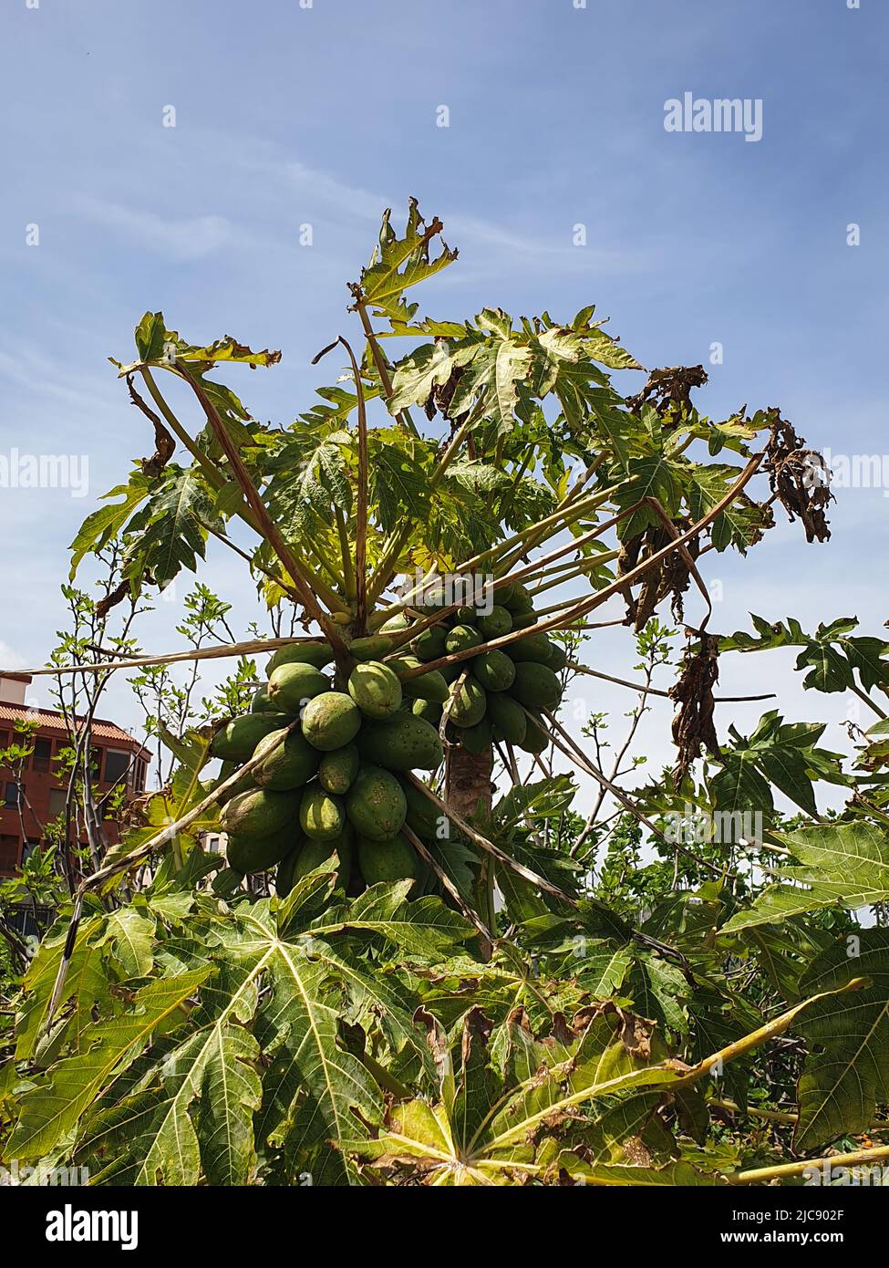 Green papaya tree growing in the garden, Spain Stock Photo Alamy