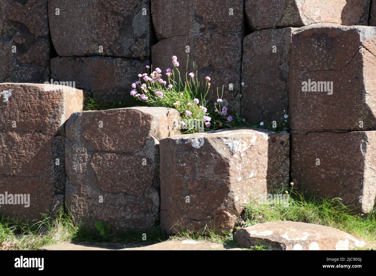 Giant's Causeway on the coast of Northern Ireland Stock Photo - Alamy