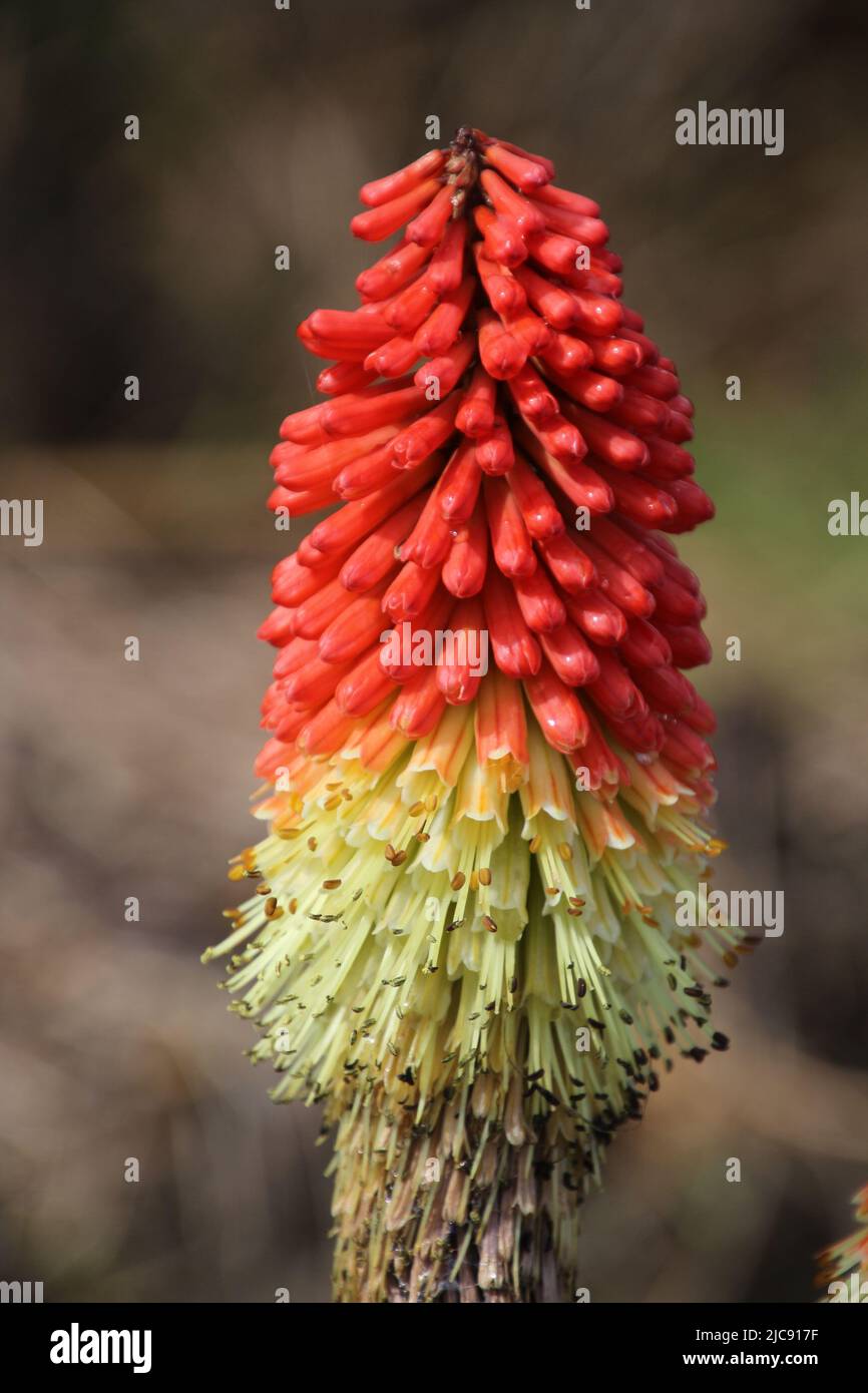Aloe flower close-up, Ireland Stock Photo