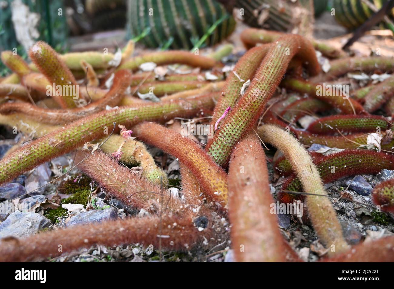 golden rat tail cactus or Cleistocactus winteri is a succulent of the family Cactaceae growing in garden. Stock Photo