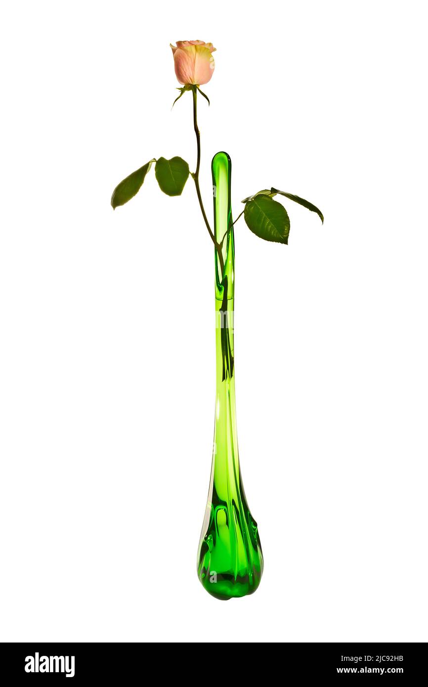 Pink rose in high green vase Stock Photo - Alamy