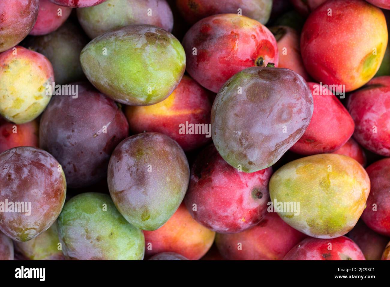 Mangifera indica fruit mango Stock Photo Alamy