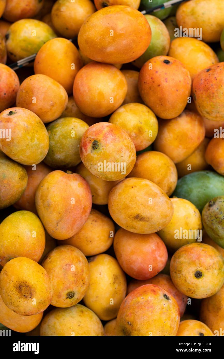 Mangifera indica fruit mango Stock Photo Alamy
