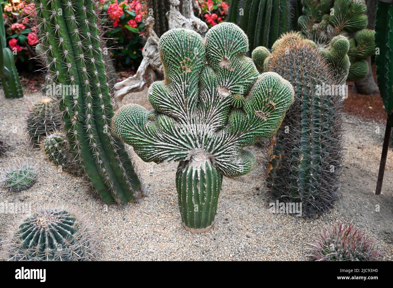 Succulents Cactus Plants growing in desert area in garden Stock Photo