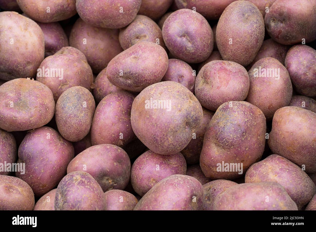 Solanum tuberosum - fresh potatoes Stock Photo