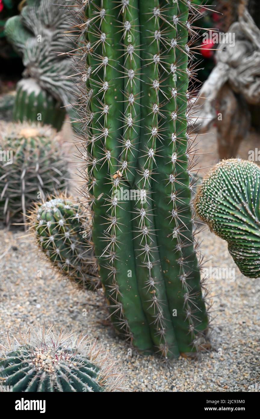 Succulents Cactus Plants growing in desert area in garden Stock Photo