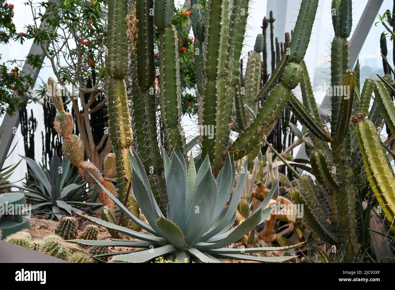 Succulents Cactus Plants growing in desert area in garden Stock Photo