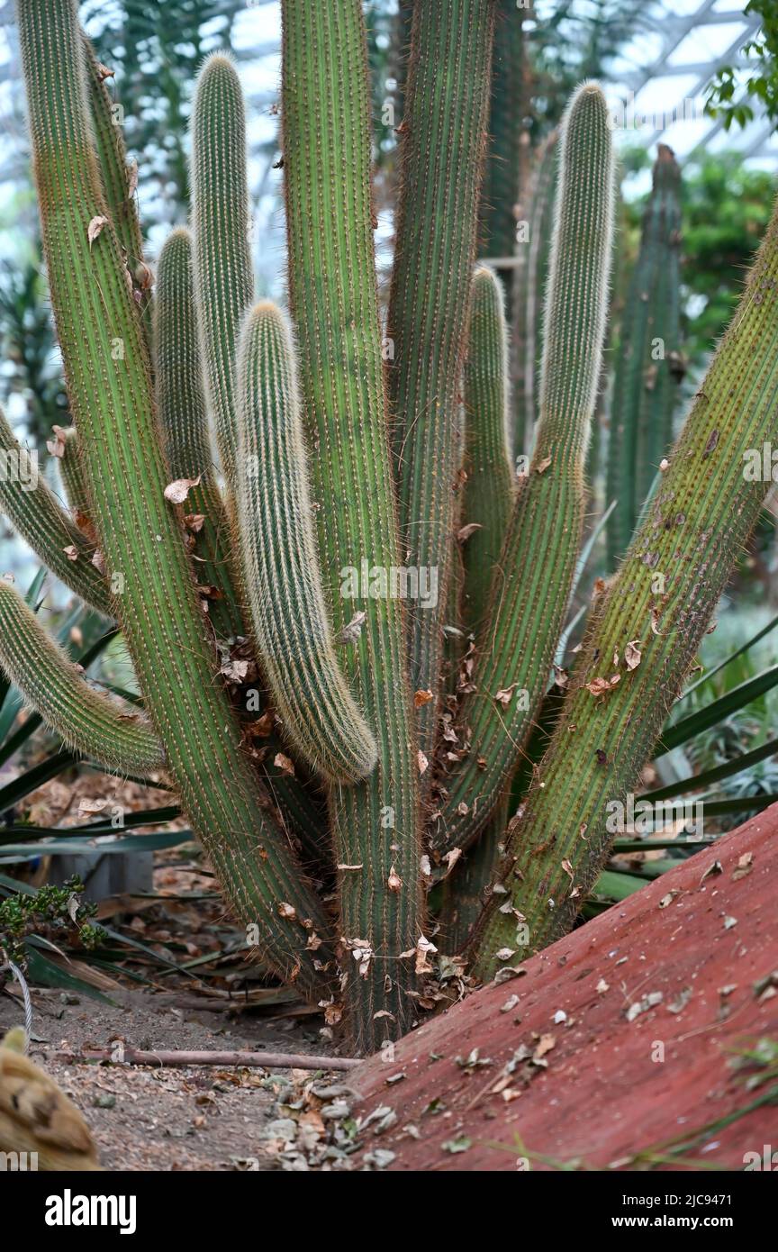 Succulents Cactus Plants growing in desert area in garden Stock Photo