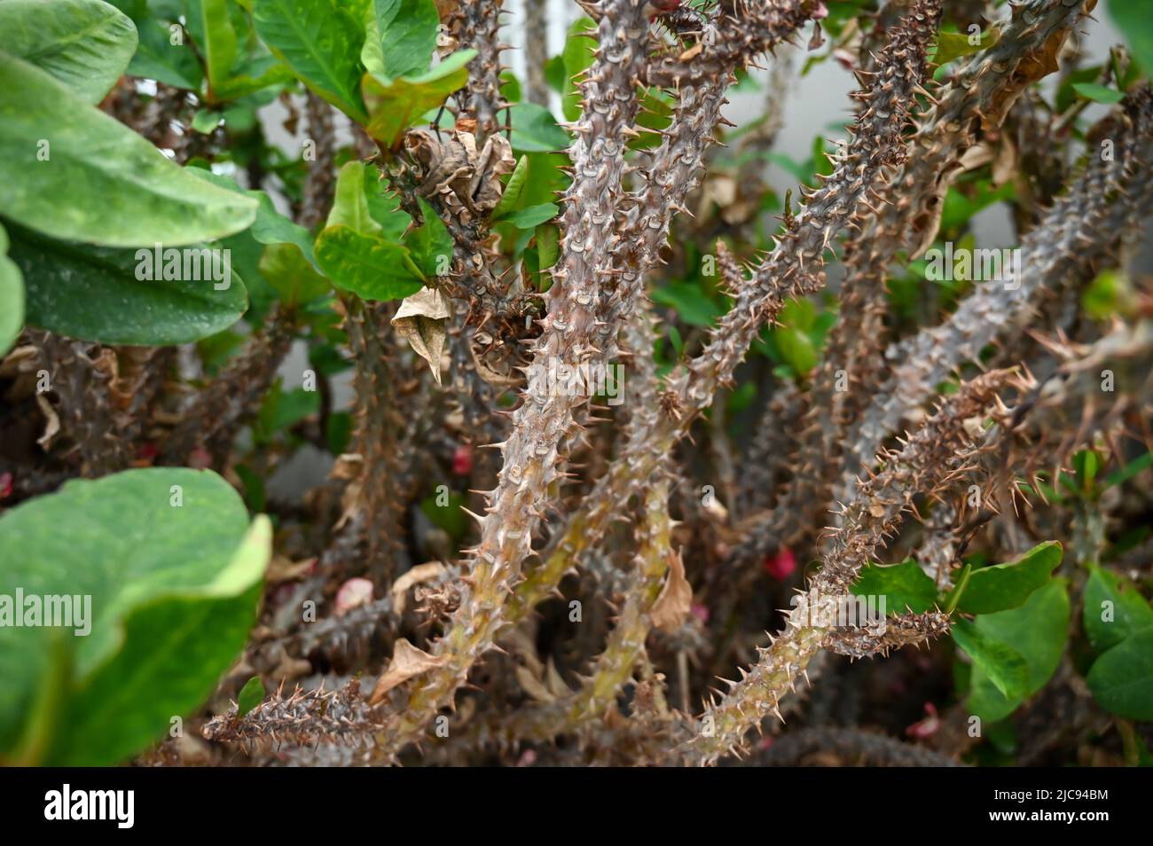 Succulents Cactus Plants growing in desert area in garden Stock Photo
