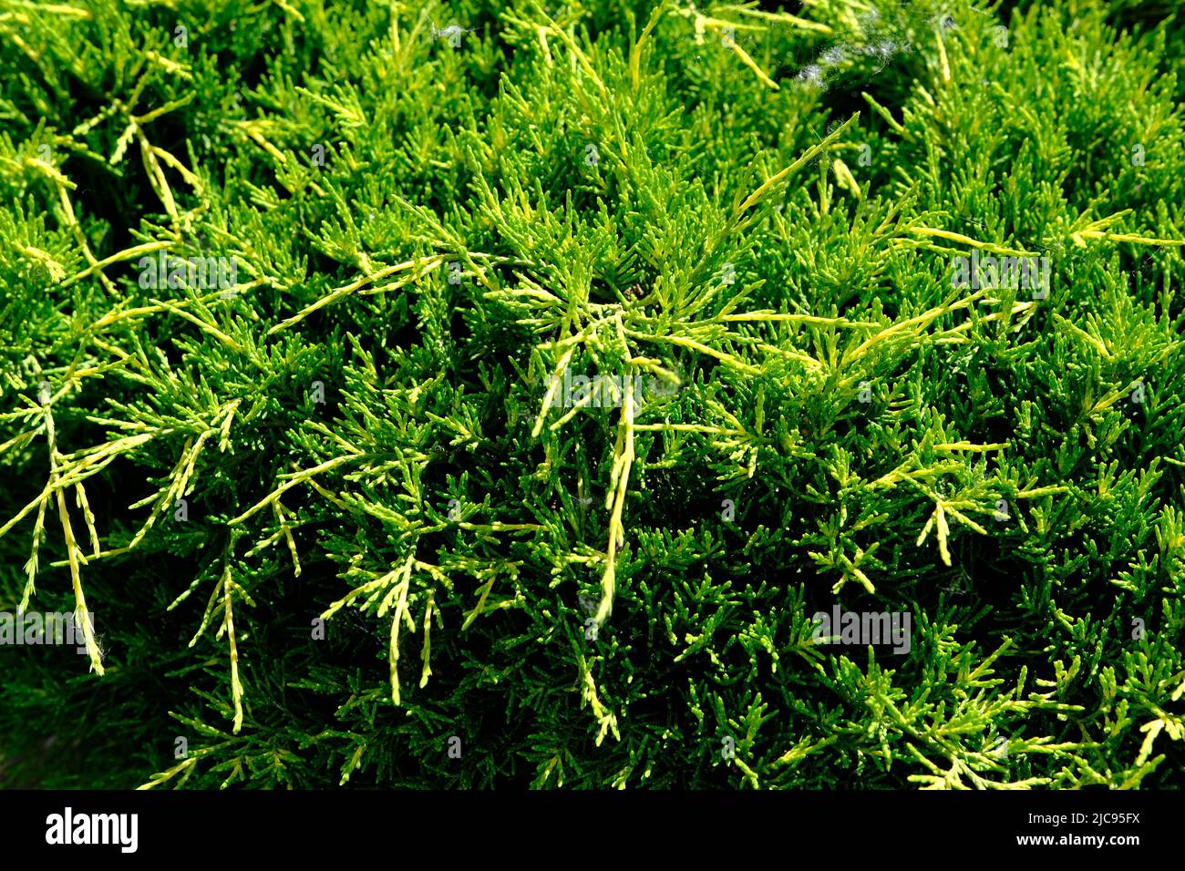 Plant Juniperus horizontalis on background of garden, Andorra Compact, close-up. Stock Photo