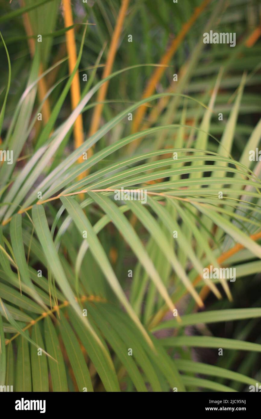 Tropical palm trees growing in the sunny meadow Stock Photo Alamy
