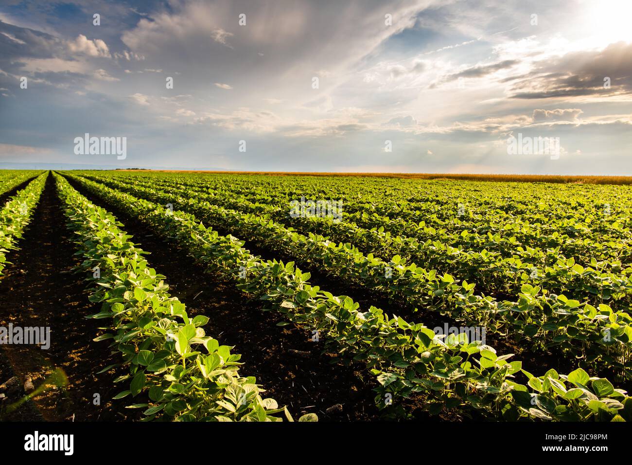 Sunset over growing soybean plants at ranch field Stock Photo