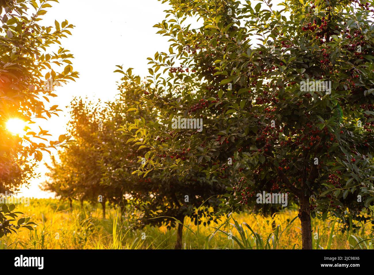 Cherries on orchard tree in sunset Stock Photo
