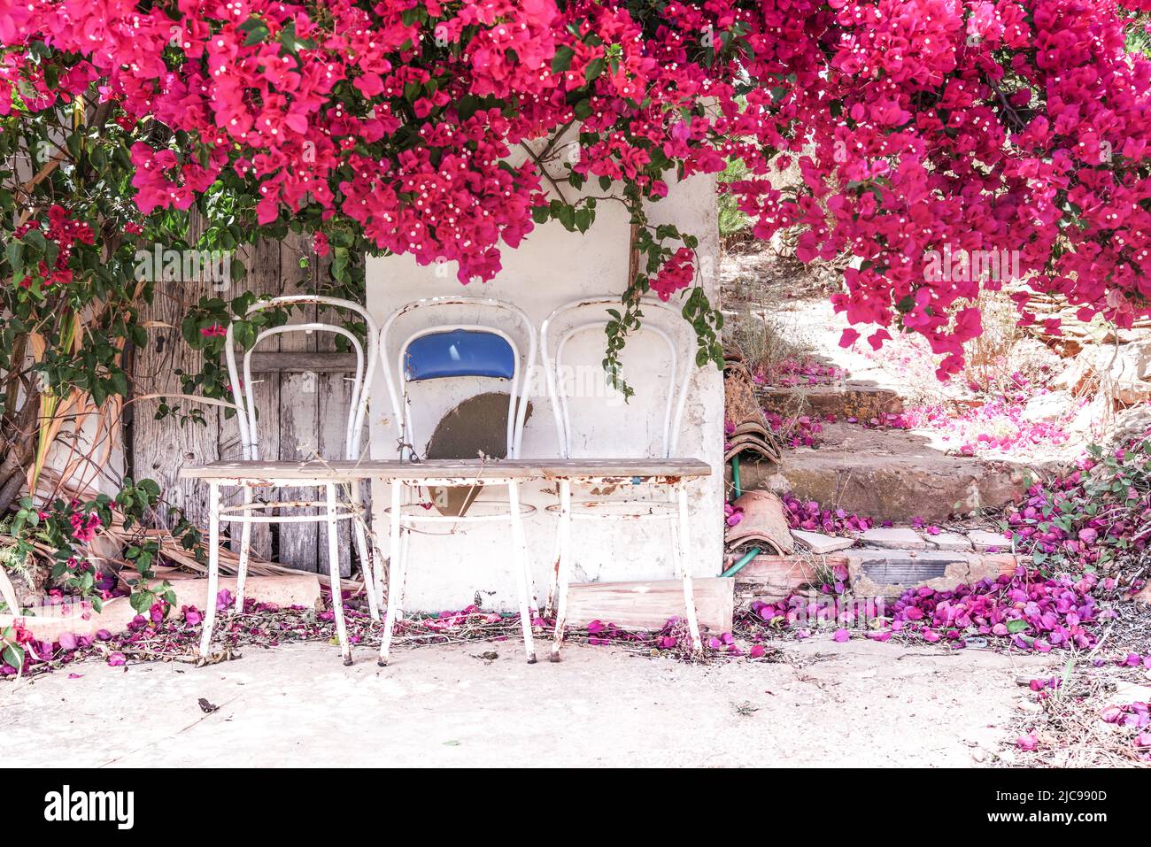 Rustic seating under a striking bougainvillea in full bloom - Algarve, Portugal Stock Photo