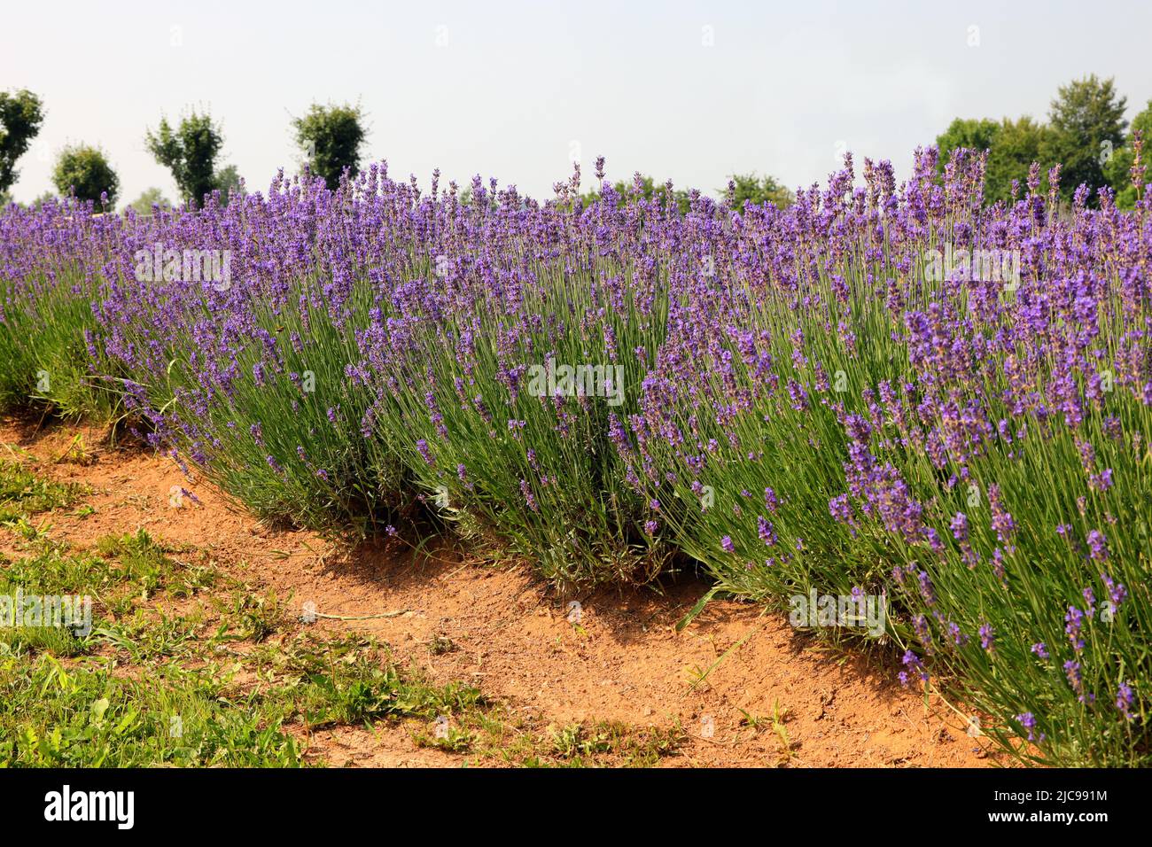 colorful purple plant of fragrant lavender flowers in the flowering