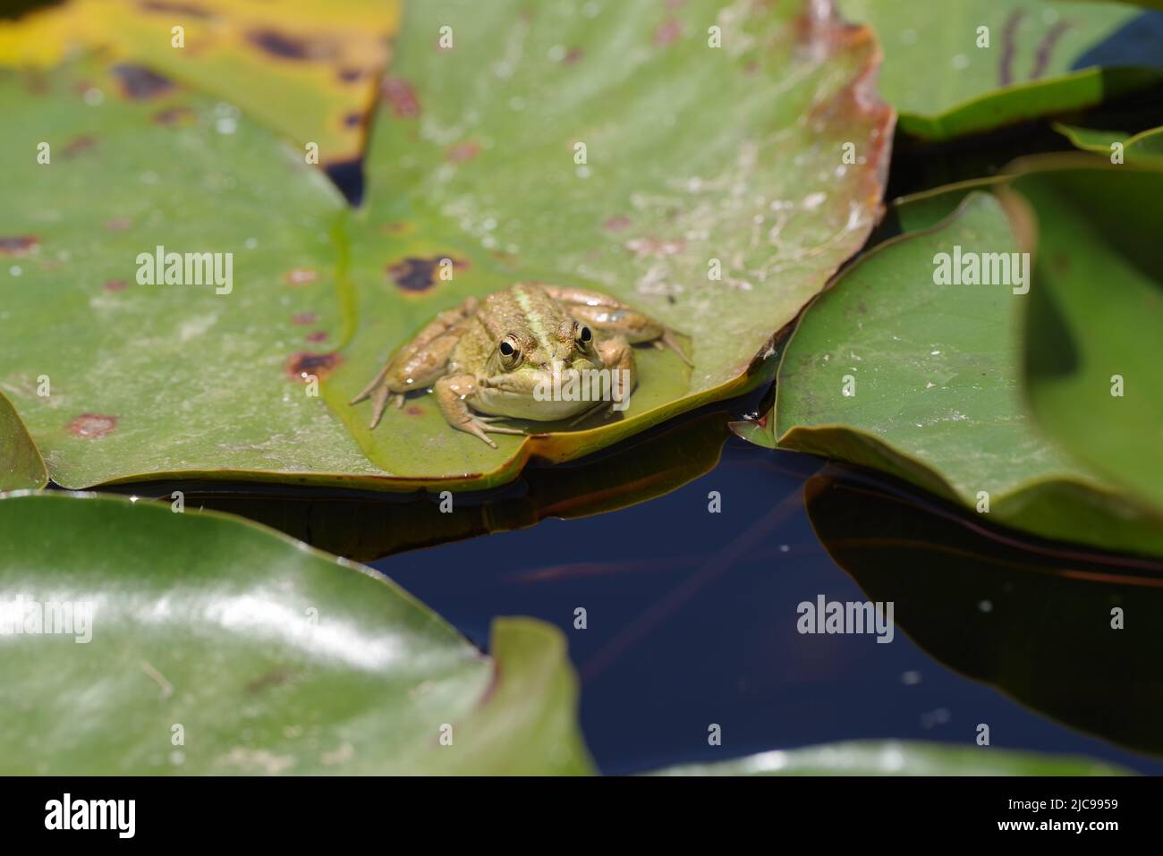 Frog sunning itself on a lily pad in the Algarvean heat - Aljezur, Portugal Stock Photo