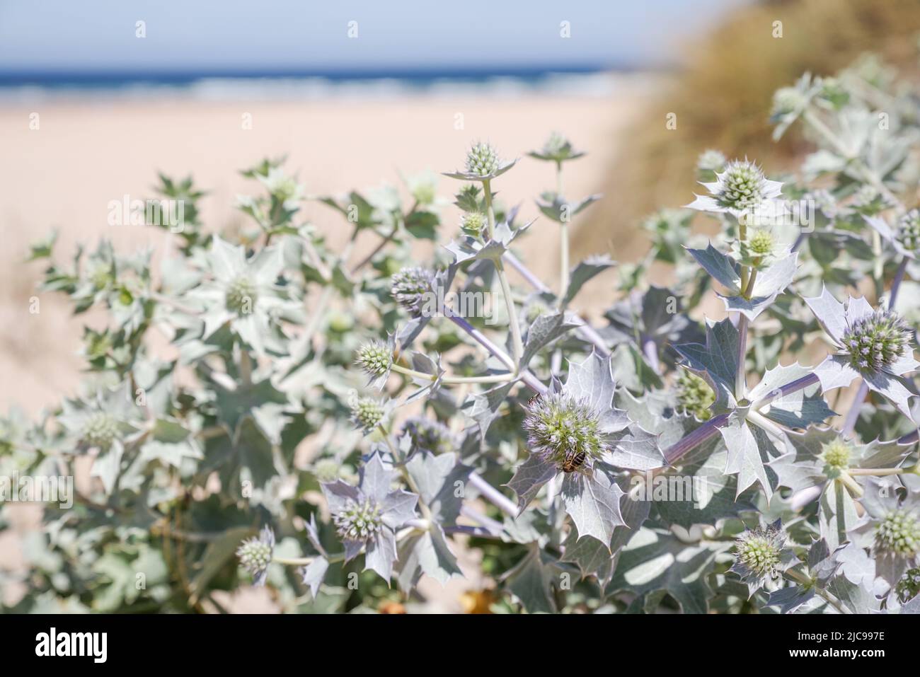 Praia da Amoreira beach is home to a number of coastal plant species such as this eryngium maritimum - Algarve, Portugal Stock Photo