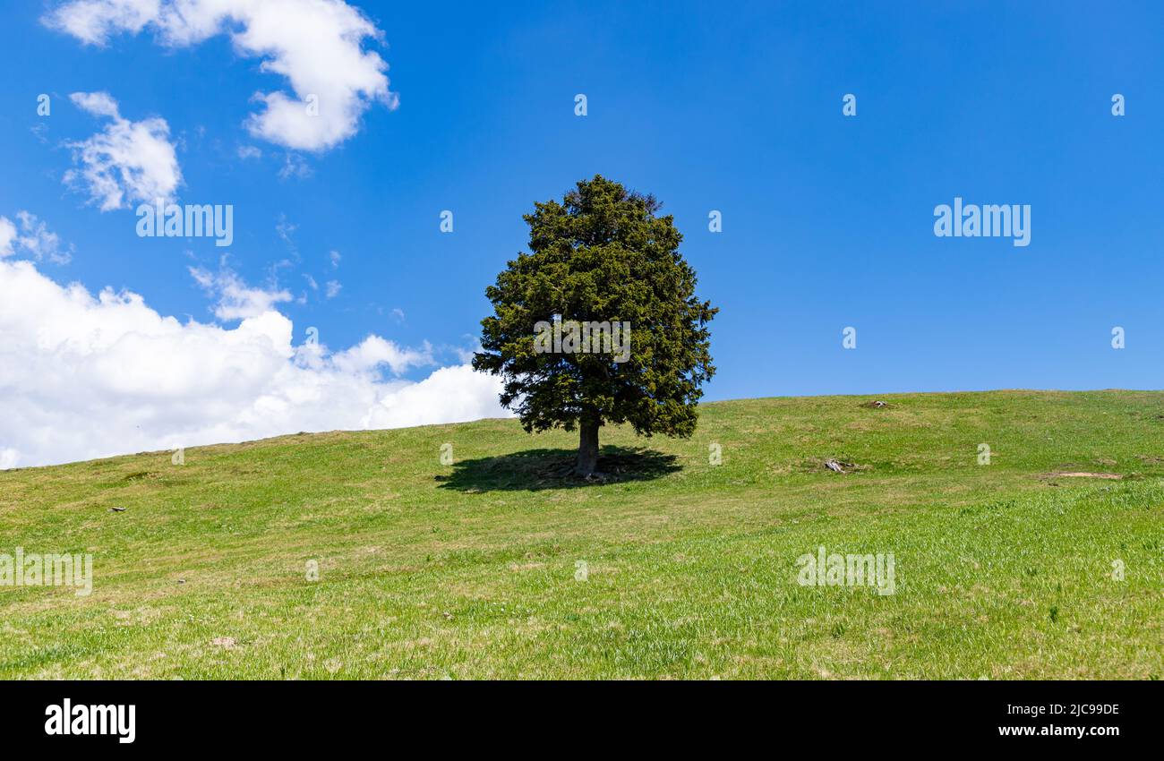 A picture of a lonely tree on a hill. Stock Photo