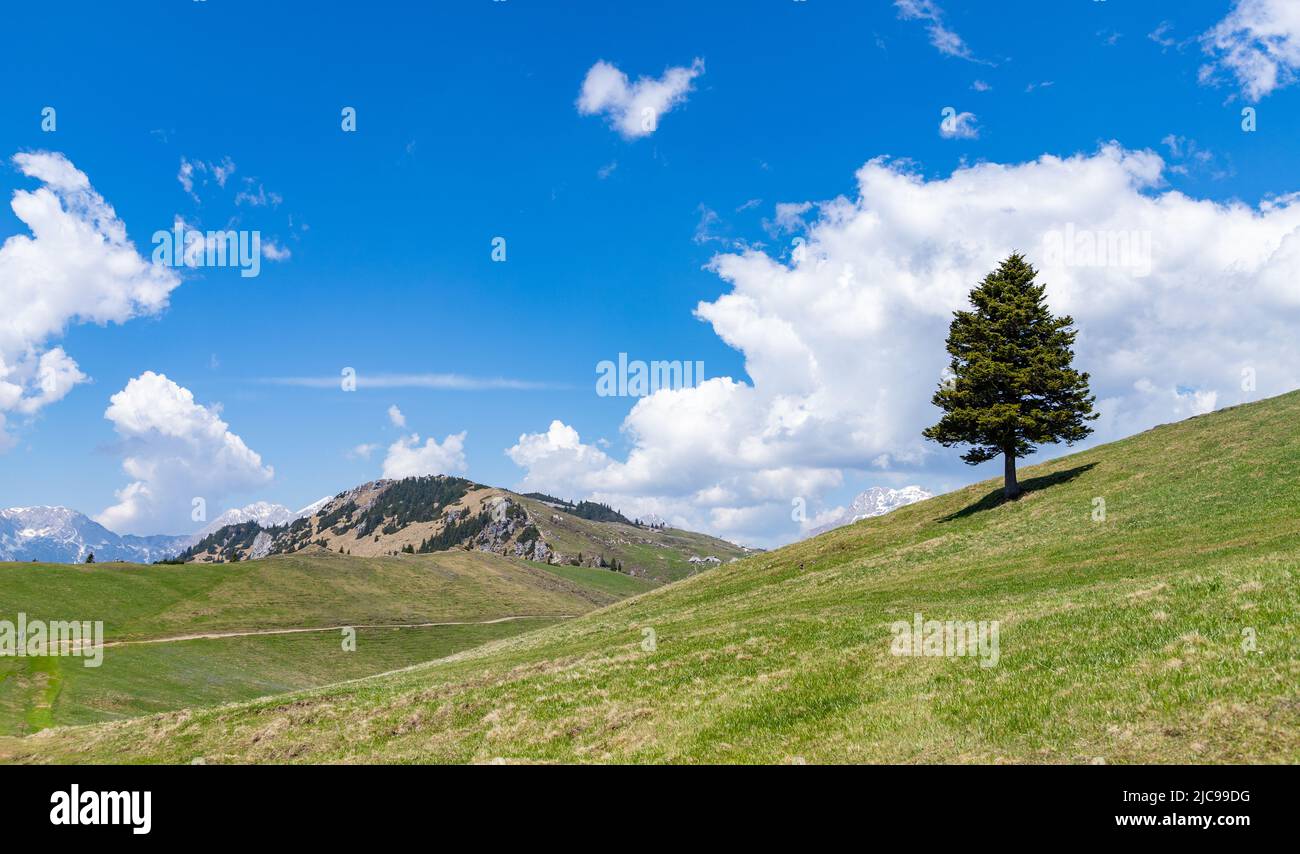 A picture of a lonely tree on Velika Planina, or Big Pasture Plateau. Stock Photo
