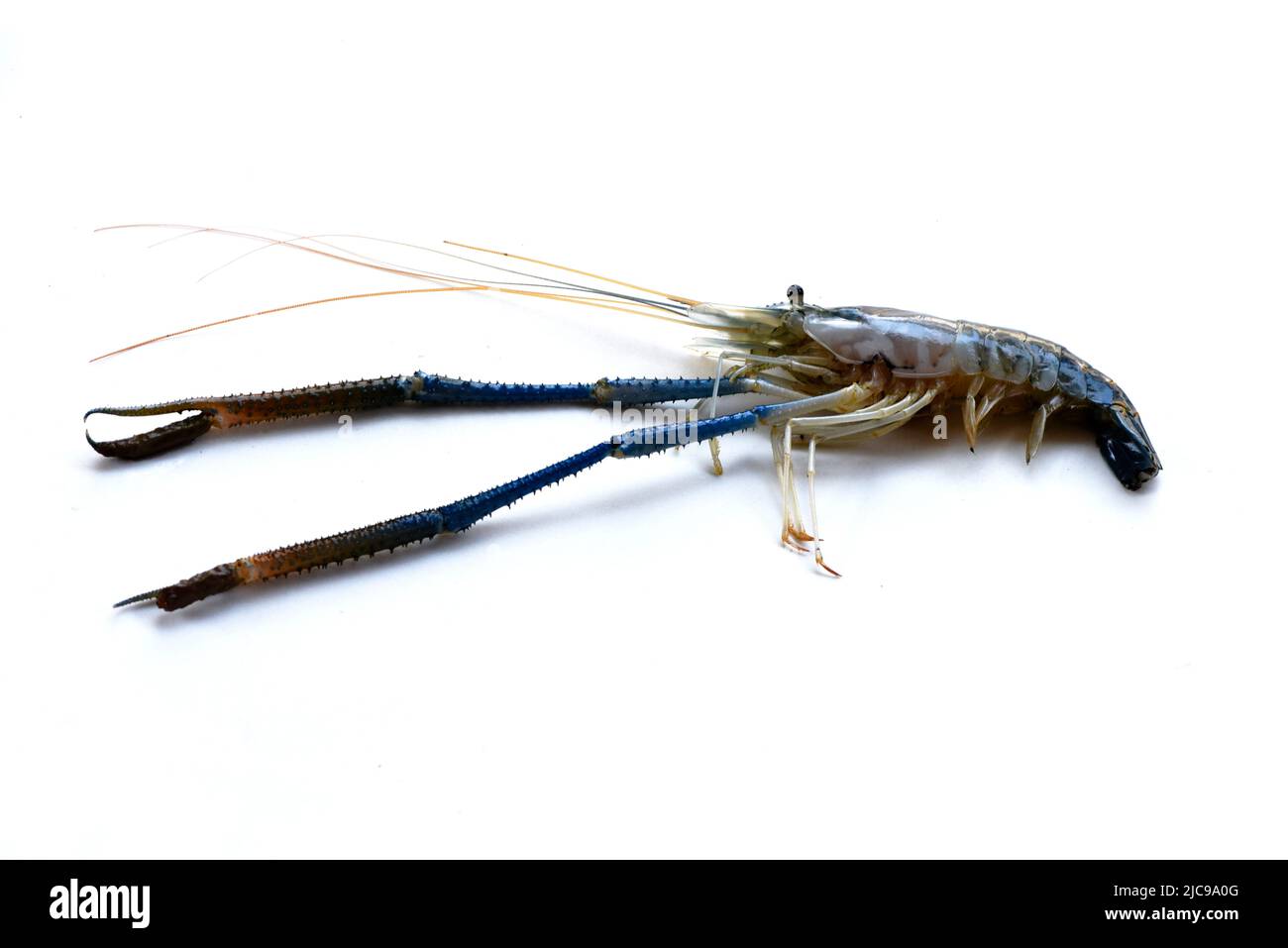 A big fresh river prawn are ready for cooking,to tom Yum Goong,on the White Blackground. Stock Photo